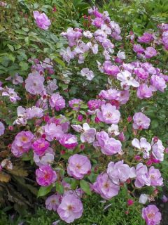 Rosier couvre-sol 'Louis Blériot ' Rosier couvre-sol 'Louis Blériot '