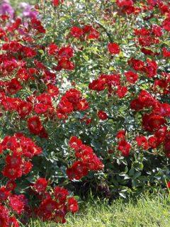Rosier couvre-sol 'Rouge Cascade' Rosier couvre-sol 'Rouge Cascade'