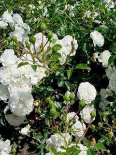 Rosier couvre-sol 'Swany'