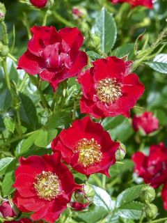 Rosier couvre-sol 'Tapis Rouge' Rosier couvre-sol 'Tapis Rouge'