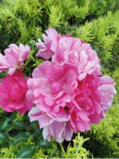 Rosier 'DECOROSIERS® Emera®'