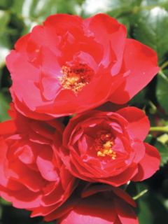 Rosier Decorosier Kadora