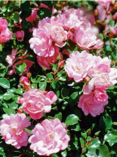 Rosier DECOROSIERS® 'Mareva'®