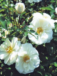 Rosier Decorosier OPALIA