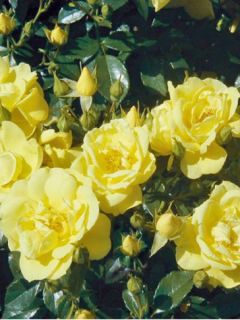 Rosier DECOROSIERS® 'Suneva'®