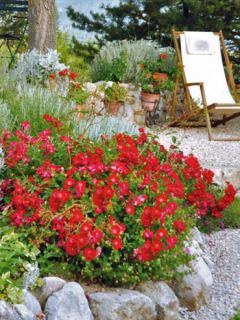 Rosier DECOROSIERS® 'Vesuvia'®