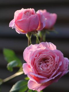 Rosier Générosa® 'Anne Sophie Pic'