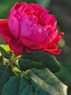 Rosier Générosa® 'Cybelle®'