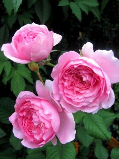 Rosier generosa Elodie Gossuin