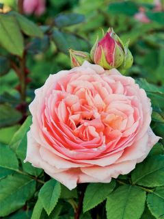 Rosier Générosa® 'Paul Bocuse'®