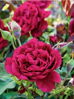 Rosier generosa Zayed of Abu Dhabi