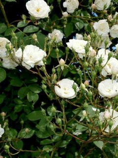 Rosier grimpant 'Aimée Vibert'