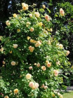 Rosier grimpant 'Alchymist'