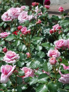 Rosier grimpant 'Aloha'