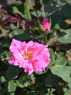 Rosier grimpant Bourbon 'Zephirine Drouin'