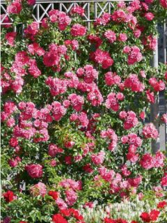 Rosier Decorosier EMERA grimpant