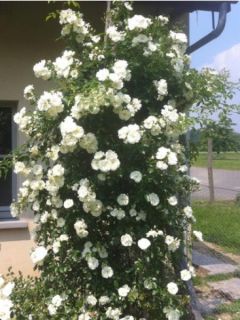 Rosier grimpant 'DECOROSIERS® Opalia®'