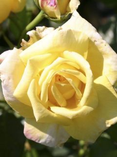 Rosier grimpant 'Goldfassade'