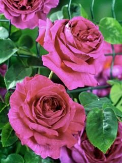 Rosier grimpant 'Guinée'