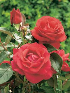 Rosier grimpant 'Le Grand Huit®' Rosier grimpant 'Le Grand Huit®'