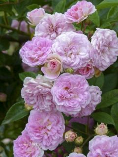 Rosier grimpant 'Pink Ghislaine de Féligonde'
