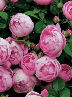 Rosier grimpant 'Raubritter'