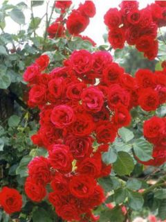 Rosier grimpant 'Sympathie'