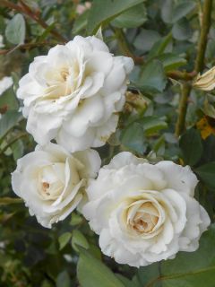 Rosier grimpant 'White New Dawn' Rosier grimpant 'White New Dawn'