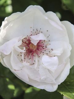 Rosier 'Jacqueline du Pré'