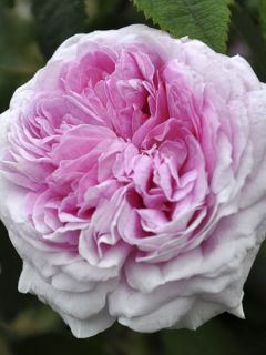 Rosier 'James Galway'