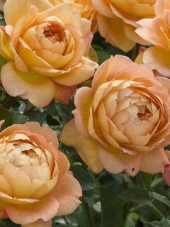 Rosier 'Lady Of Shalott'