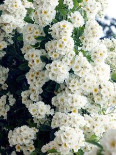 Rosier liane 'Bobby James'