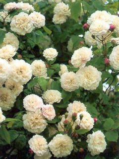 Rosier liane 'Félicité et Perpétue'