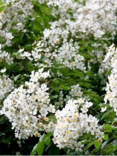 Rosier liane 'Kiftsgate'