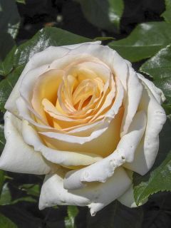 Rosier moderne 'Anastasia'