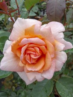 Rosier moderne 'Belle du Seigneur '
