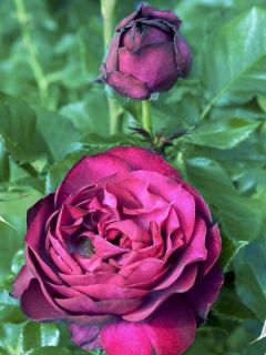 Rosier moderne 'Blue Eden '