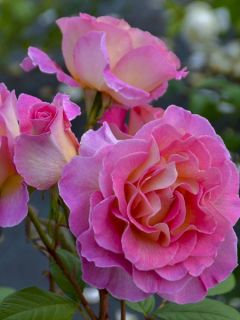 Rosier moderne 'Pink Paradise '