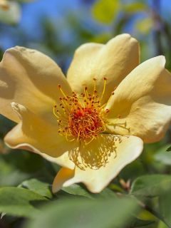 Rosier 'Mrs Oakley Fisher '