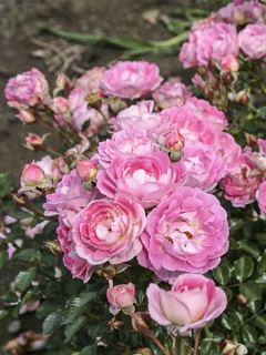 Rosier LILLIPUTS® Flirt 2011®