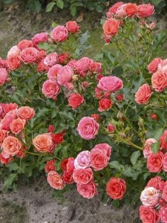 Rosier LILLIPUTS® Mandarin