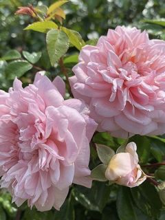 Rosier 'Paul Transon'