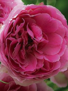 Rosier 'Pink Cloud'