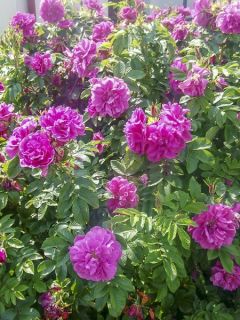 Rosier rugueux 'Roseraie de l'Haÿ'