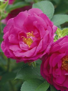 Rosier rugueux 'Wild Edric'