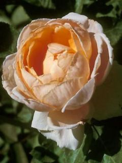 Rosier Thé moderne 'Abbaye de Cluny'