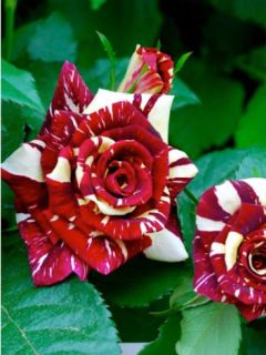 Rosier thé moderne 'Abracadabra'