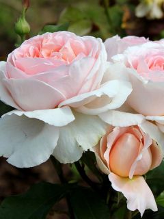 Rosier Thé moderne 'André Le Nôtre'