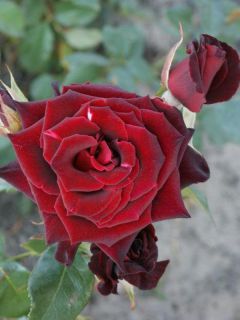 Rosier Thé moderne 'Black Baccara'