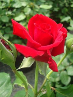 Rosier Thé moderne 'Grande Amore'